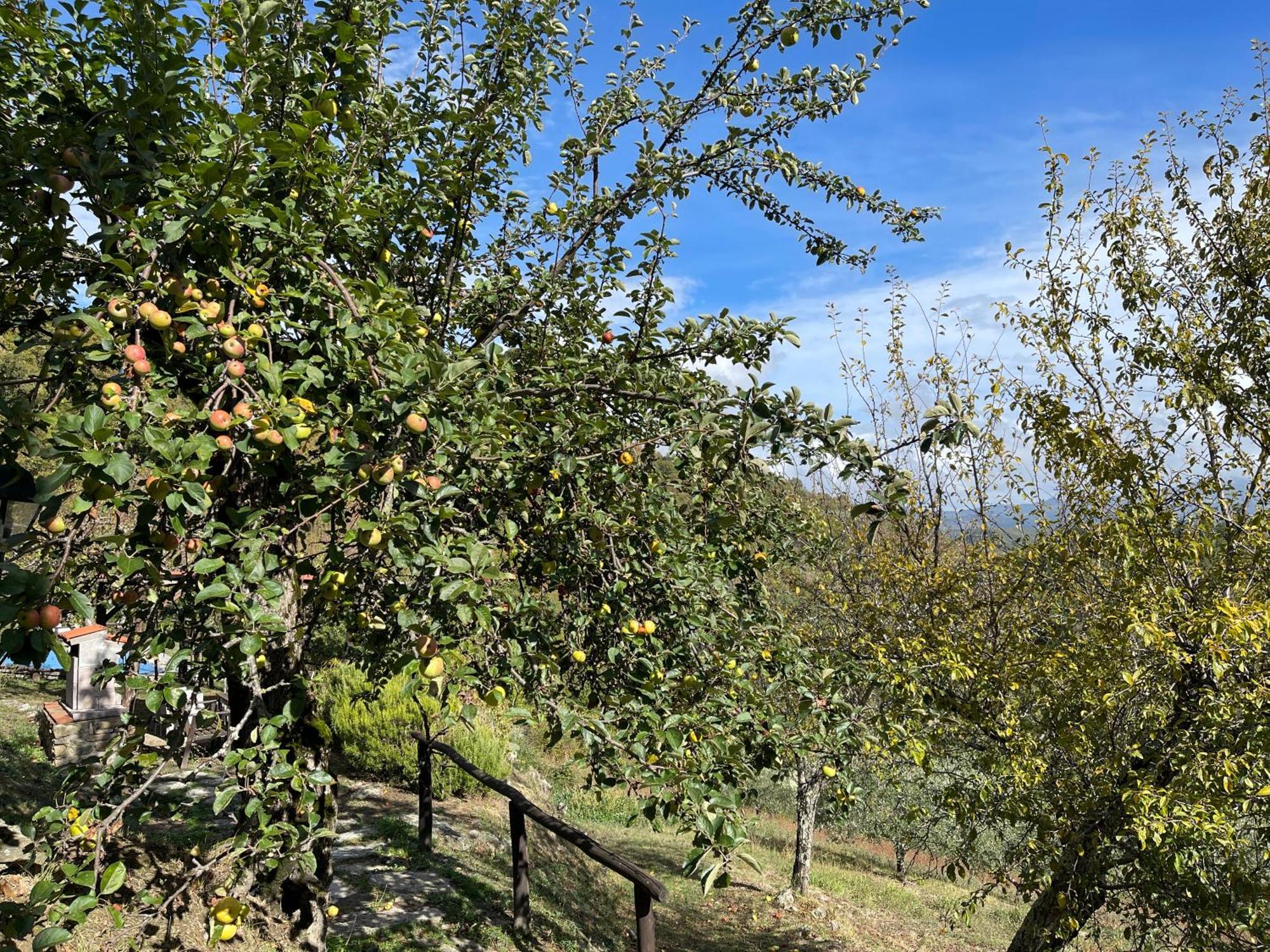 Bio Agriturismo Il Vigno Caprese Michelangelo ภายนอก รูปภาพ