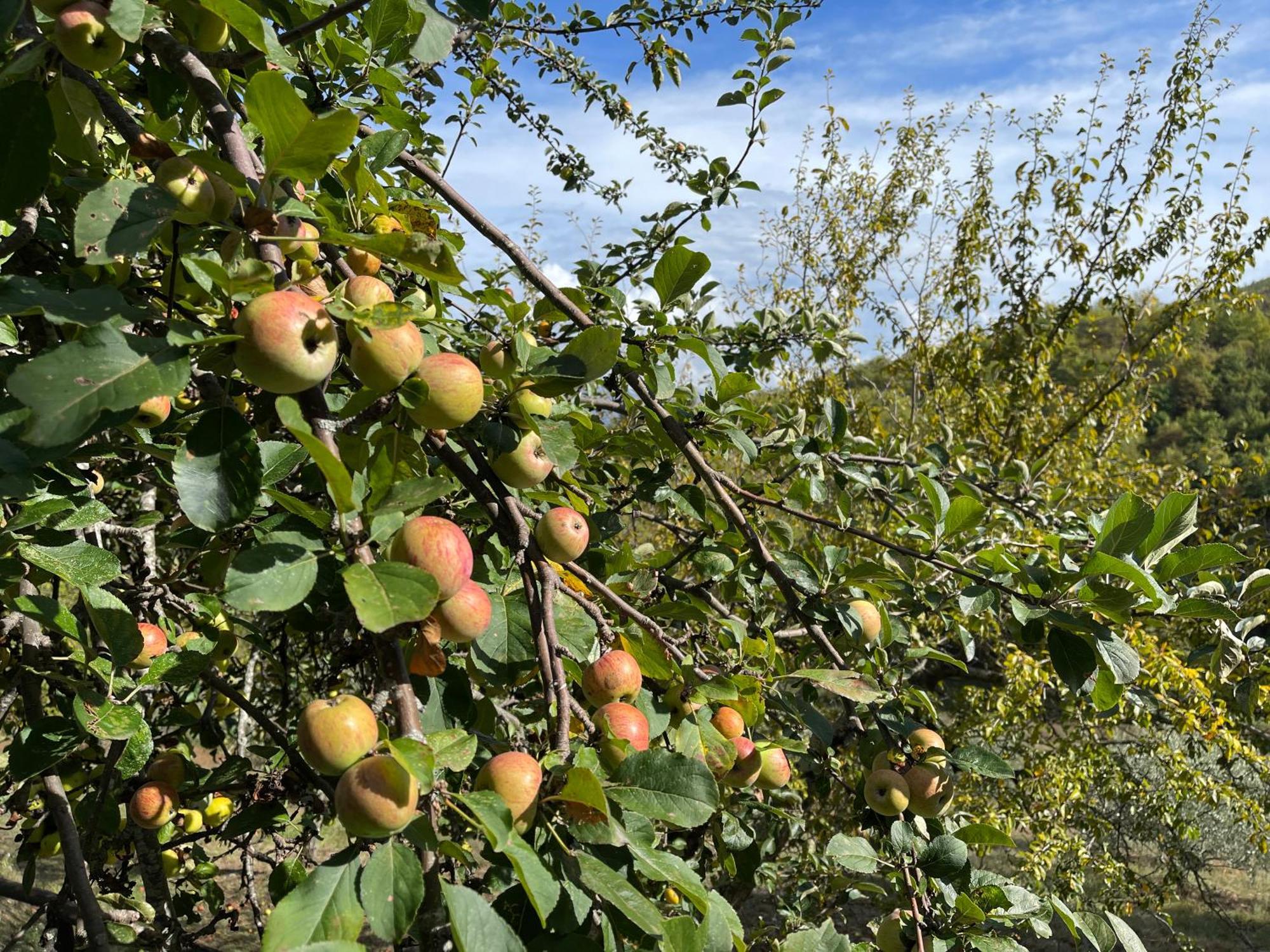 Bio Agriturismo Il Vigno Caprese Michelangelo ภายนอก รูปภาพ