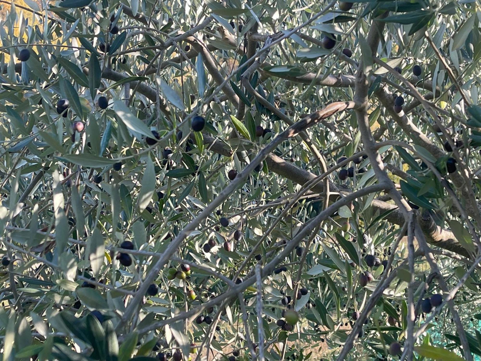 Bio Agriturismo Il Vigno Caprese Michelangelo ภายนอก รูปภาพ