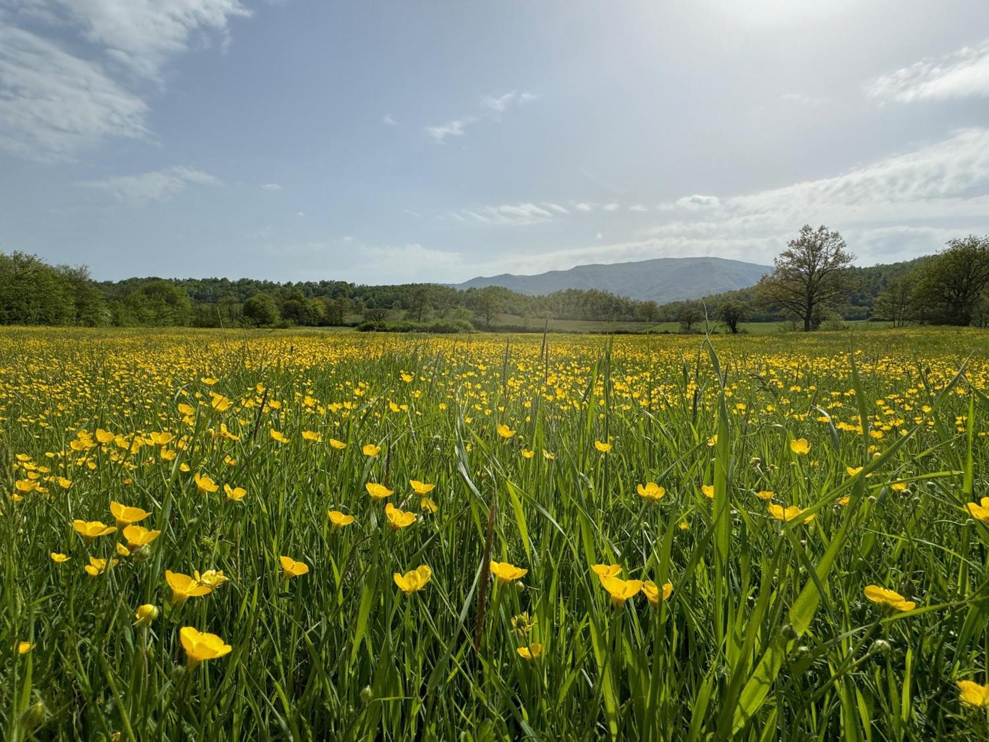 Bio Agriturismo Il Vigno Caprese Michelangelo ภายนอก รูปภาพ